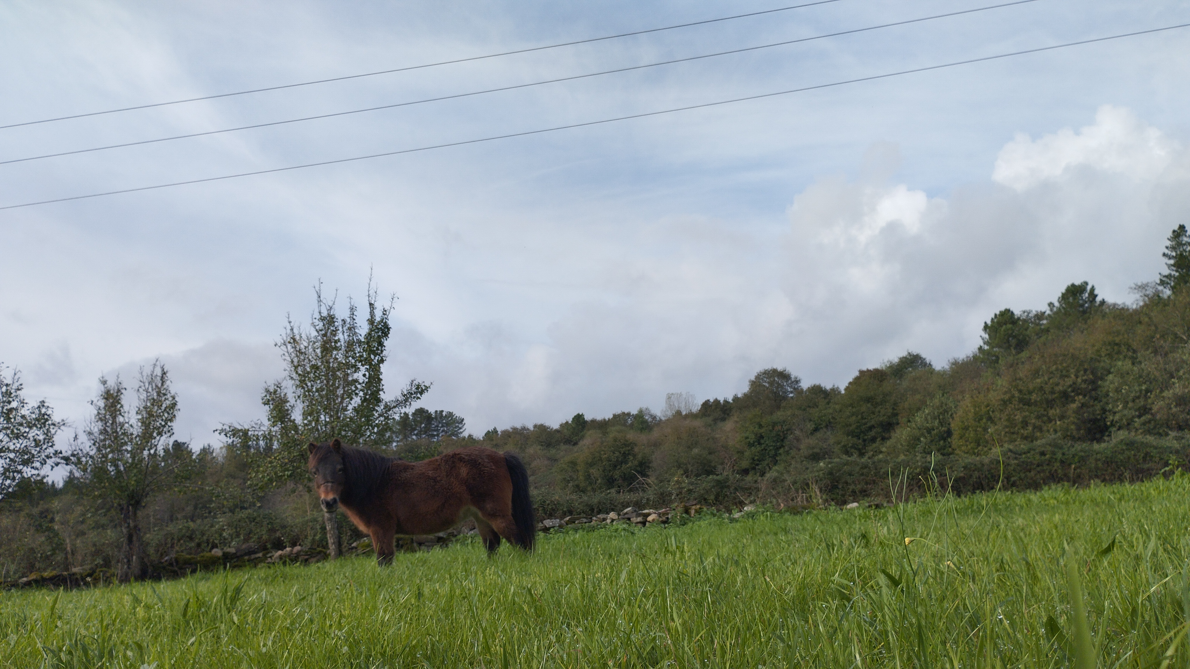 Pony