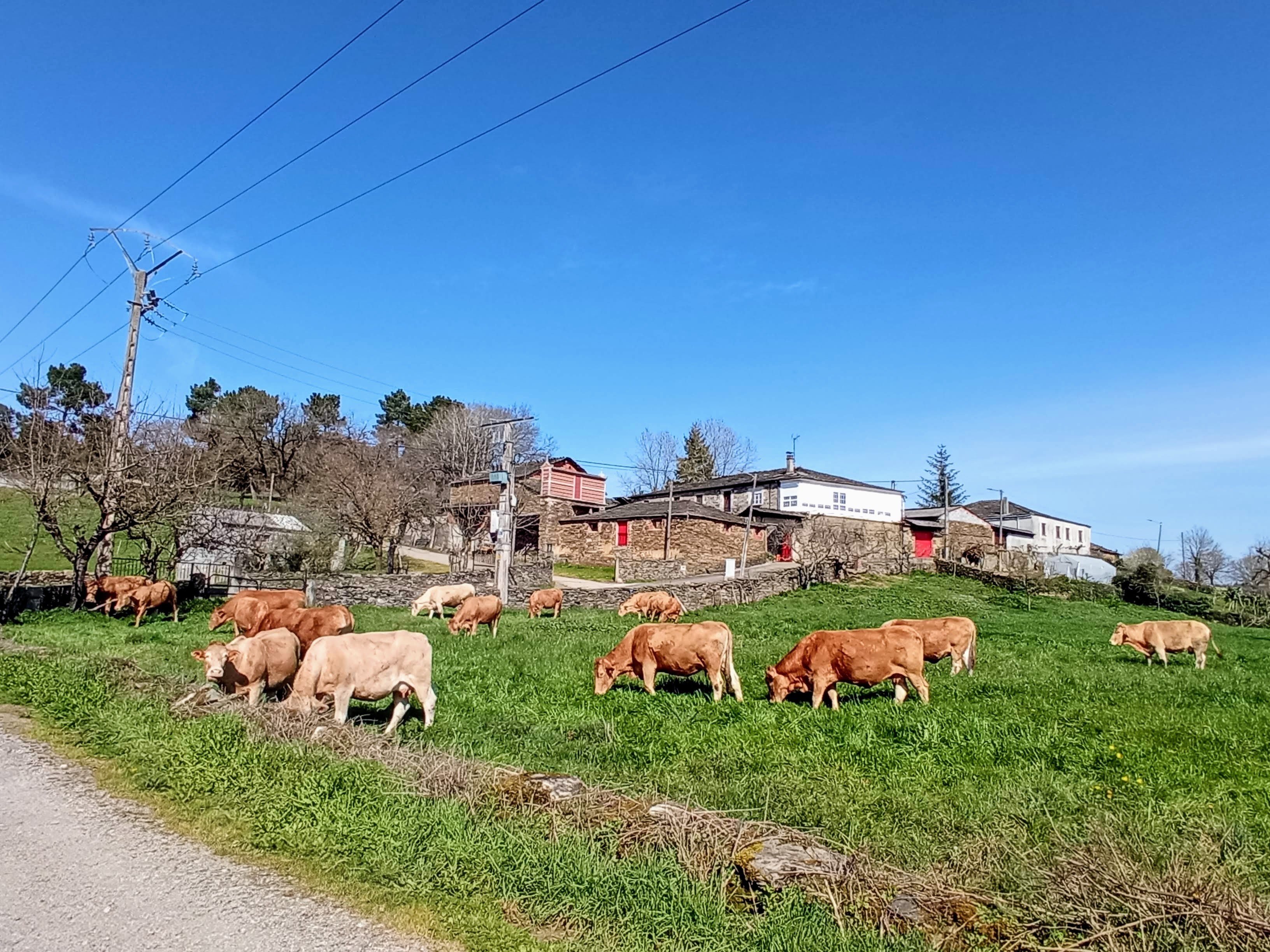 Vacas en el campo de Galicia