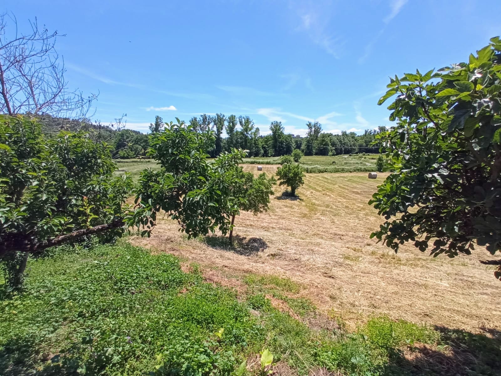 Vistas higuera